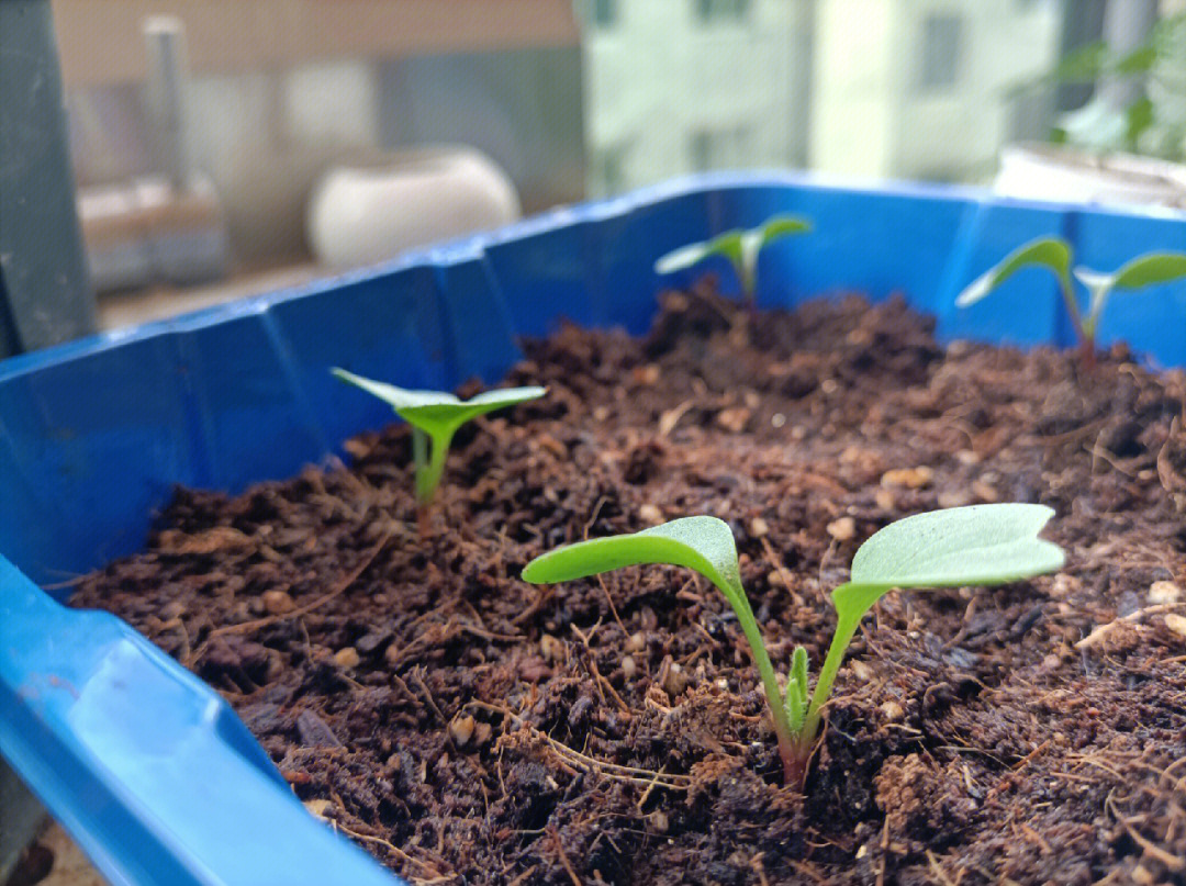 孕育一个迷你小番茄了97图三是28号播下的大滨菊种子,发芽率很高,但