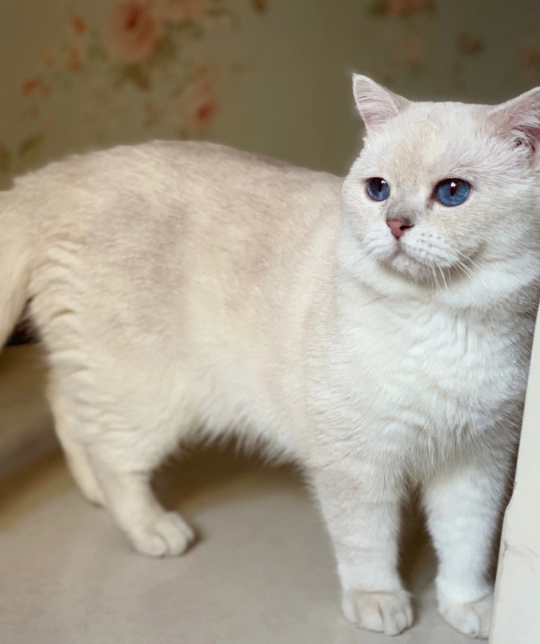 银点猫眼睛变色过程图片