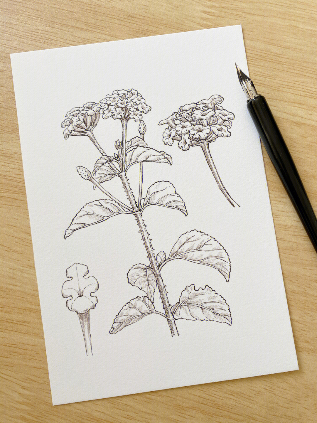 前段时间的植物钢笔速写练习