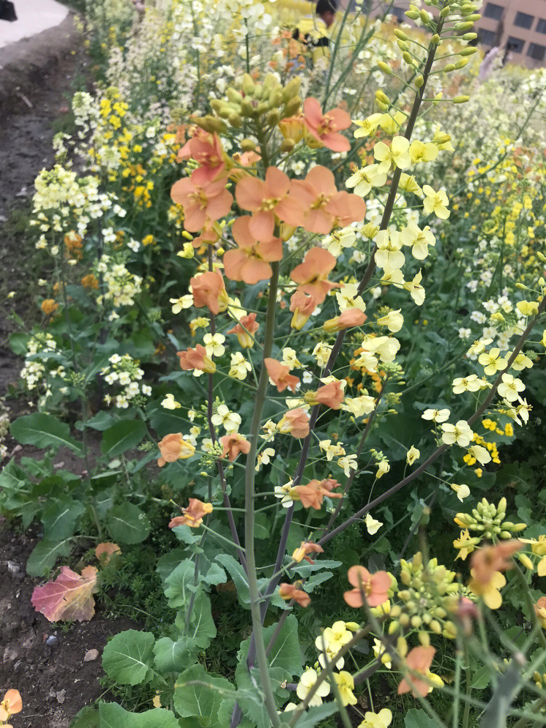 云龙镇油菜花图片