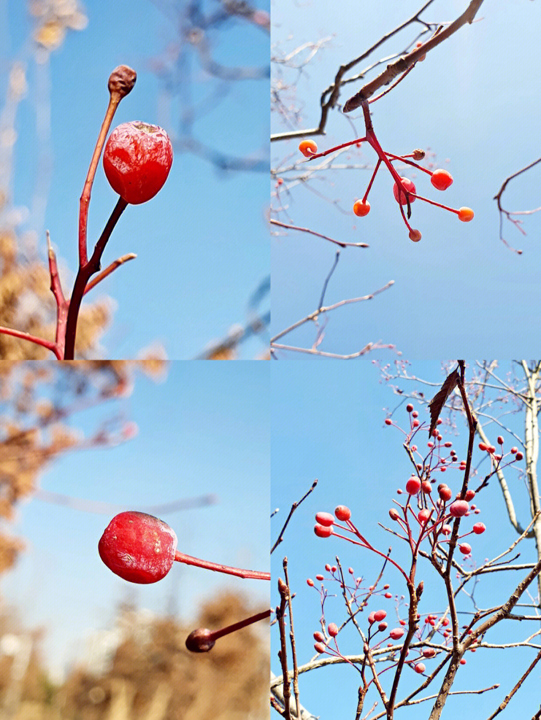 花楸木魔杖特性图片