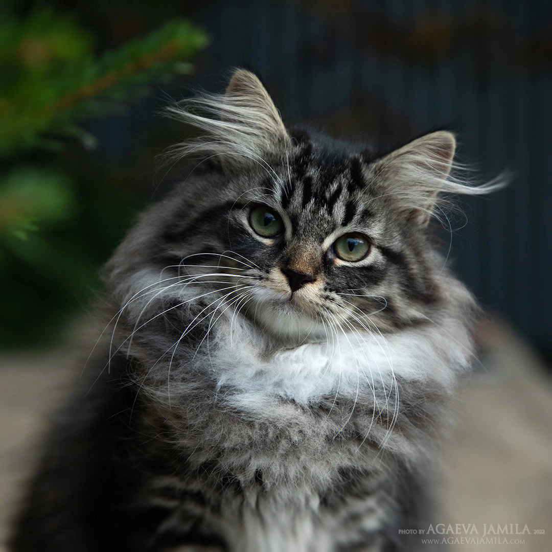 西伯利亚森林猫猫舍图片