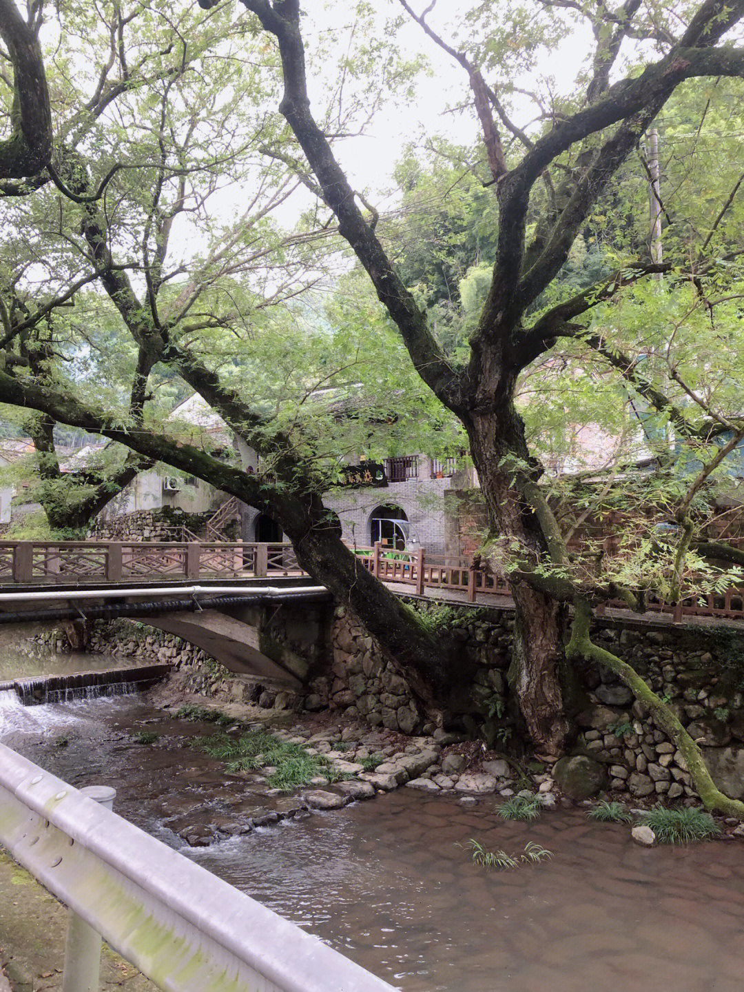 塘溪雁村风景图片
