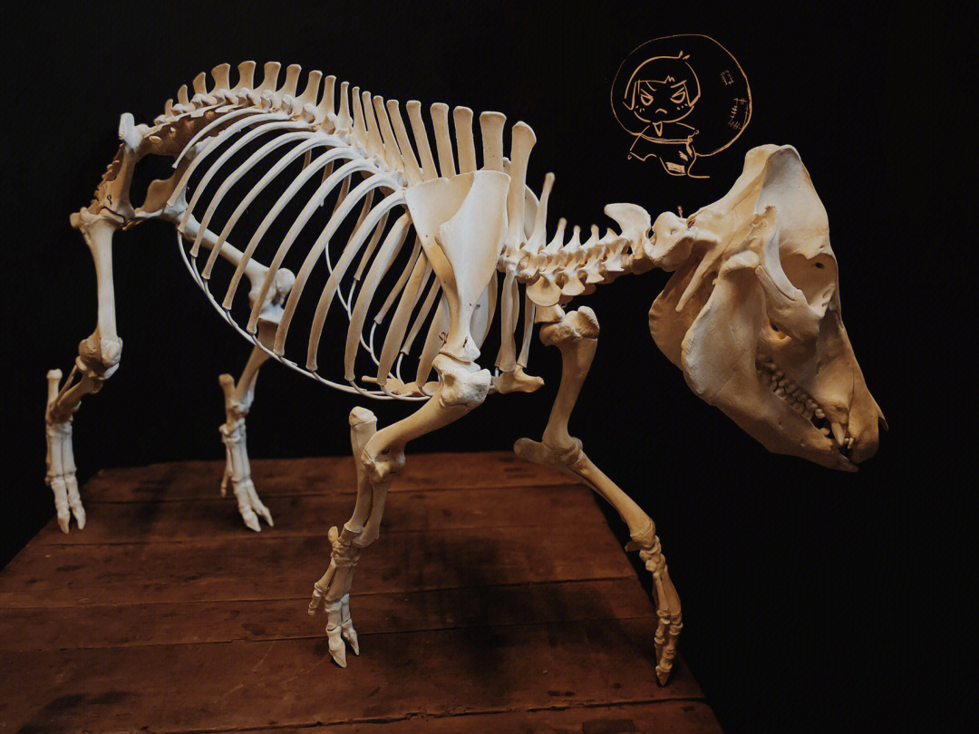 猪骨骼结构图高清图片