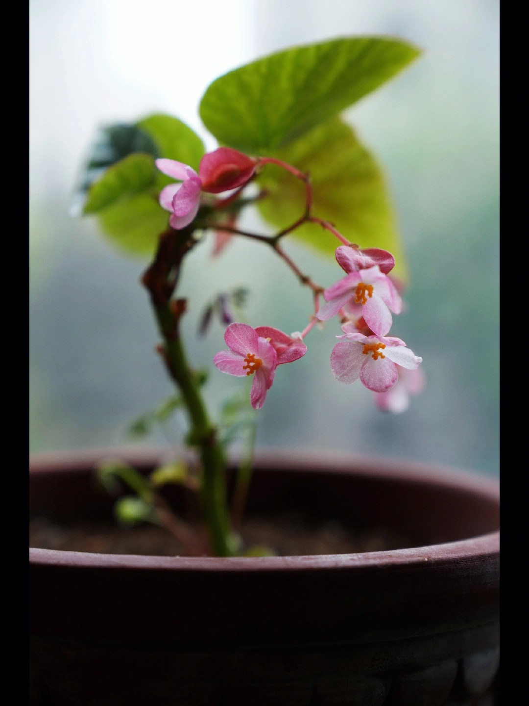 斜插海棠花图片