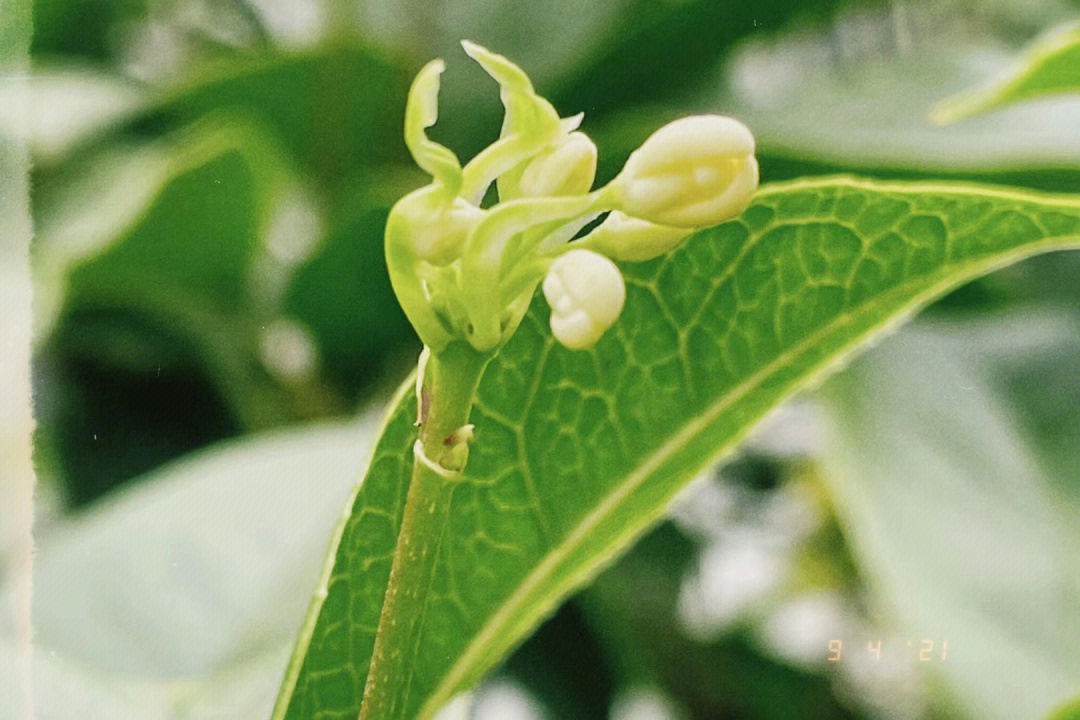 秋天是桂花儿的季节09