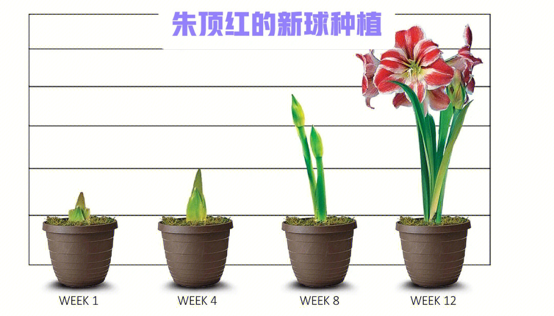 朱顶红生长过程图片