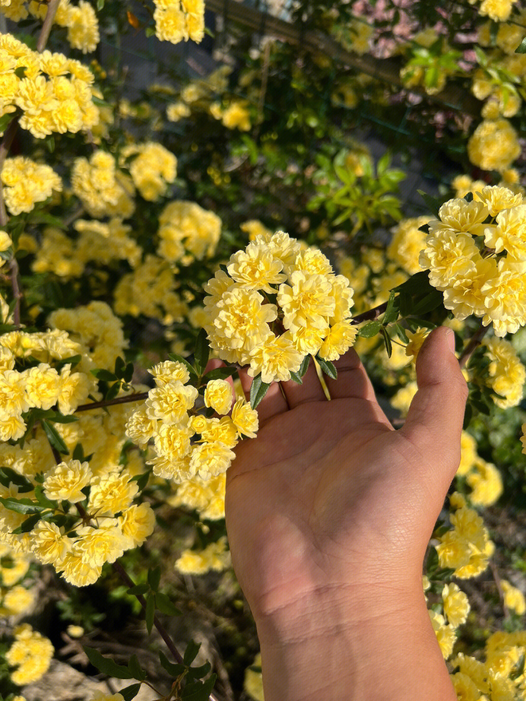 黄木香药用价值图片