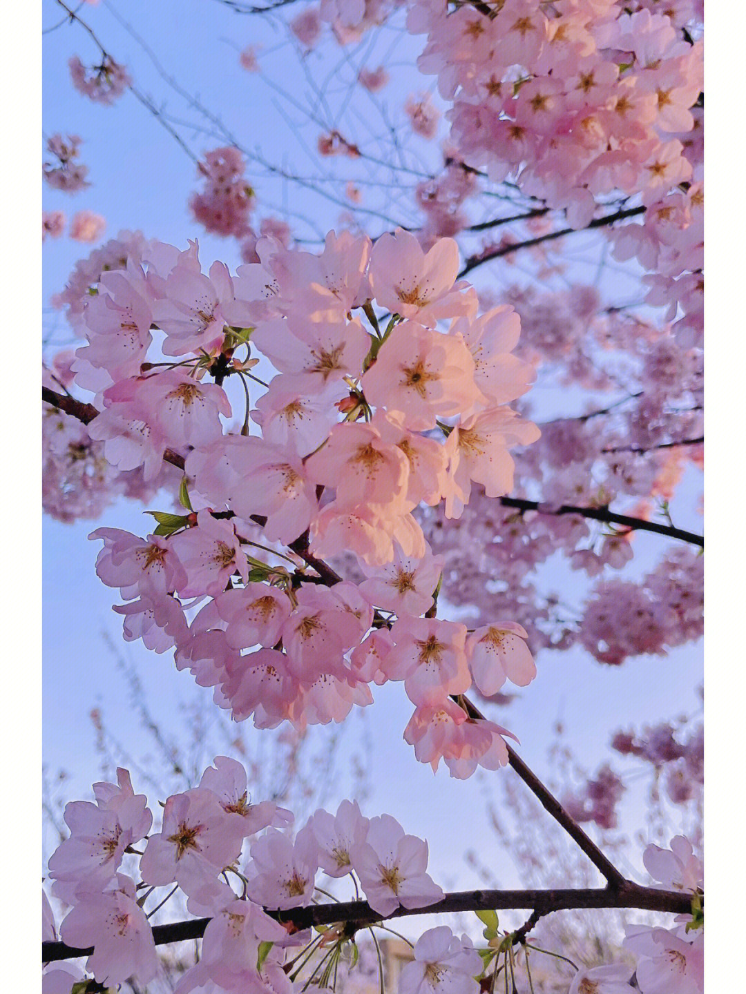 樱花介绍特点图片