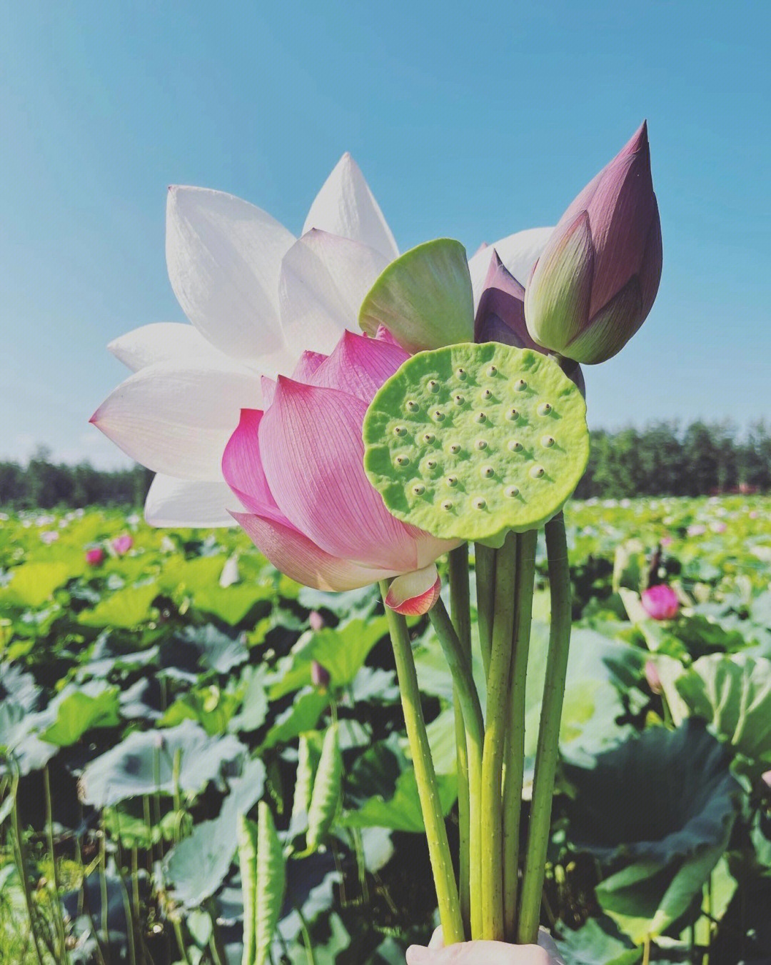 盛开的荷花像什么图片