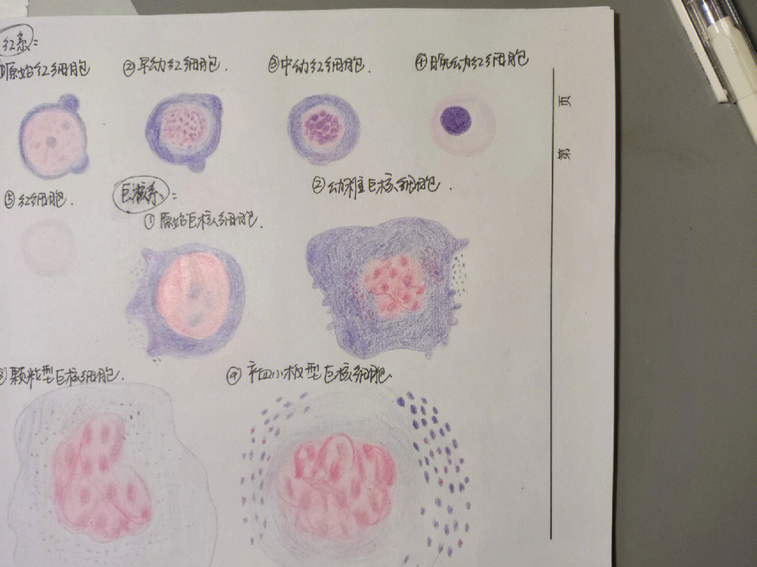 幼稚巨核细胞手绘图图片