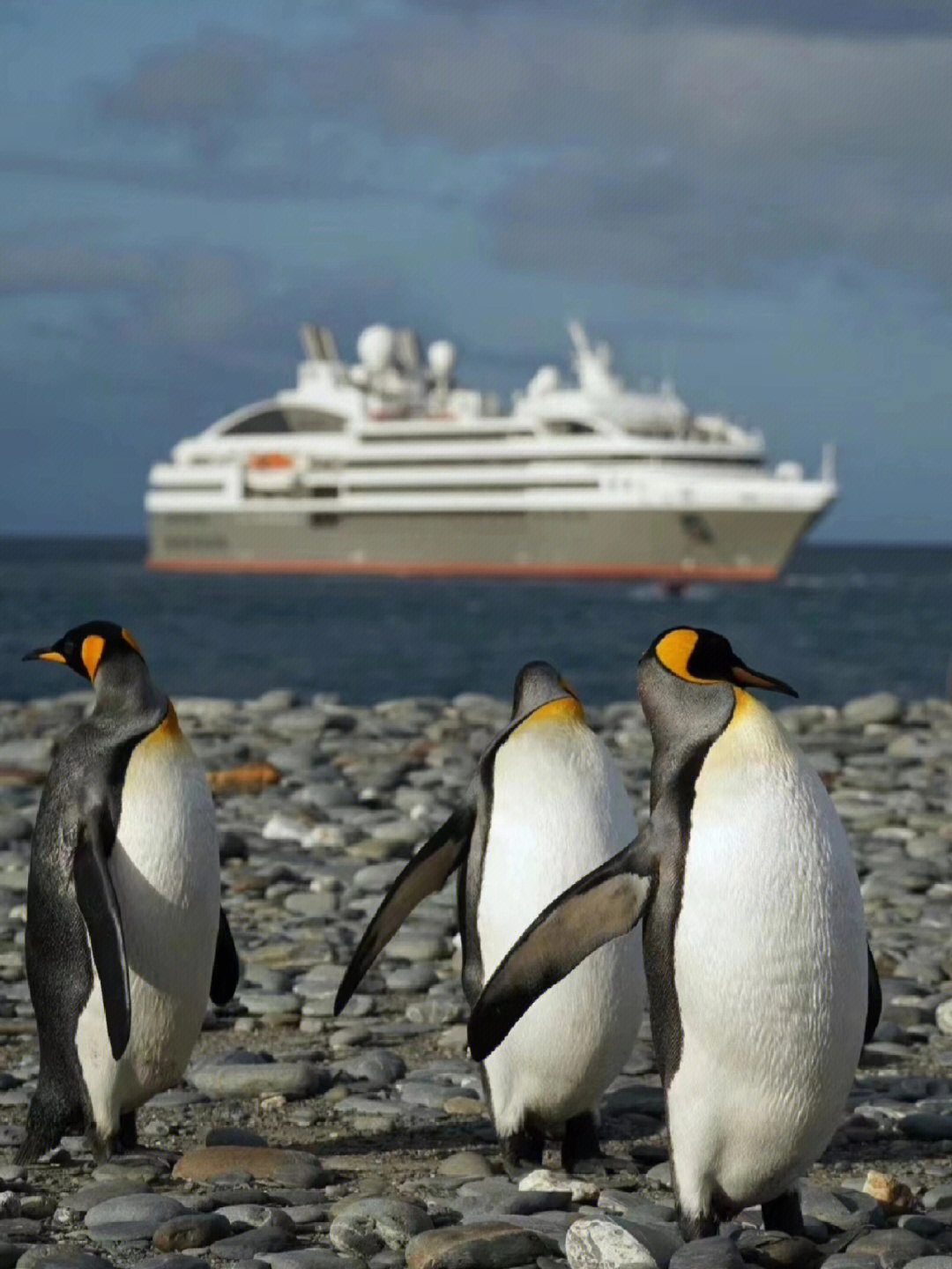 抵达南极,在南乔治亚岛发现新的灵感,整座南乔治亚超过50万只王企鹅就