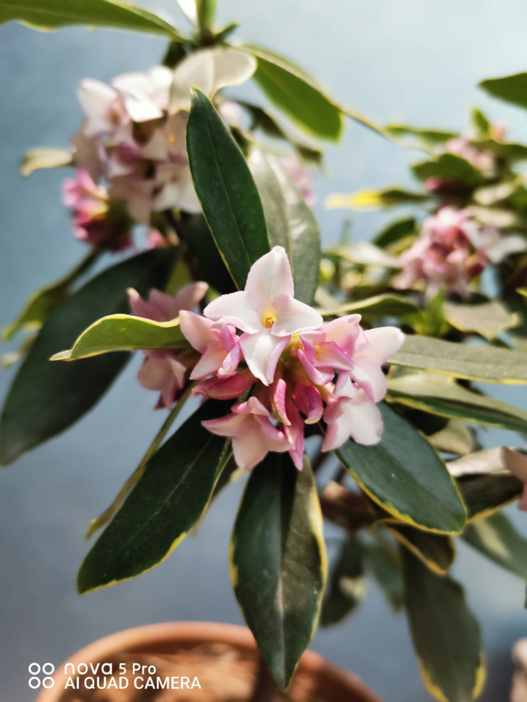 金边瑞香花图片大全图片