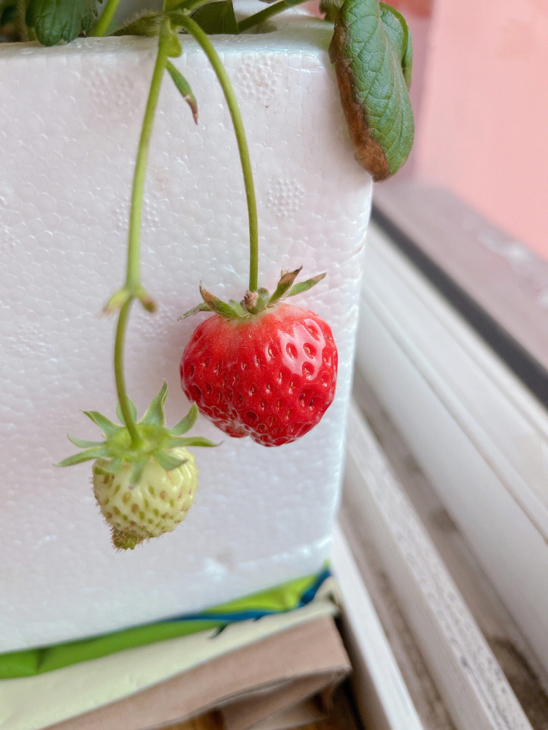 一颗小草莓的成熟过程