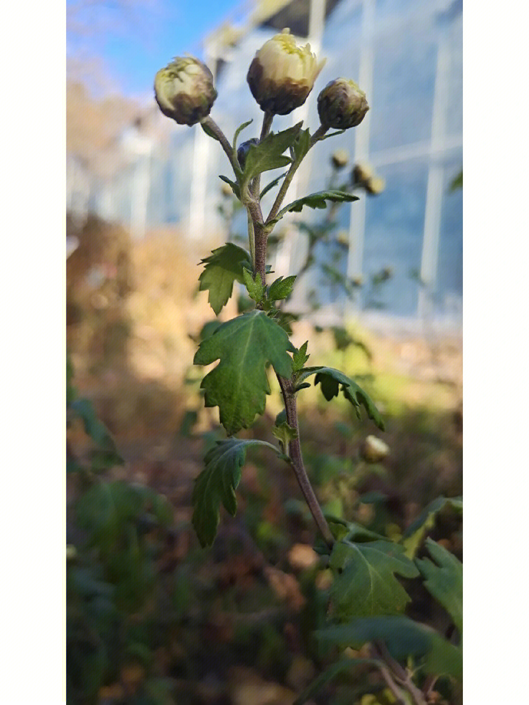 菊花的茎和叶子图片图片