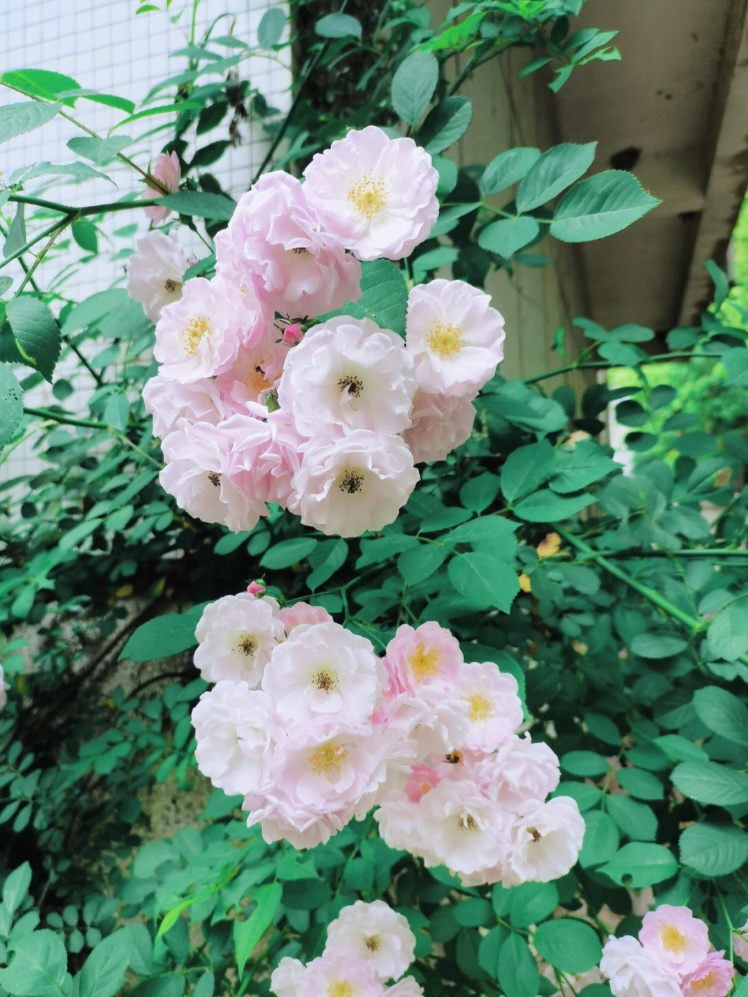 小鸟玫瑰蔷薇芍药图片