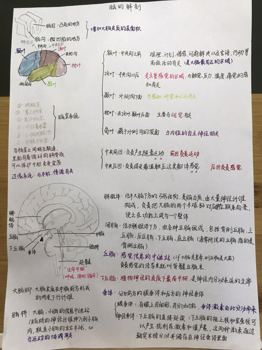 解剖生理学图片