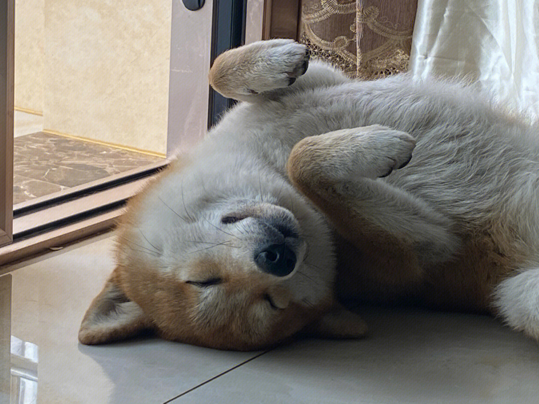 狗睡觉的样子图片