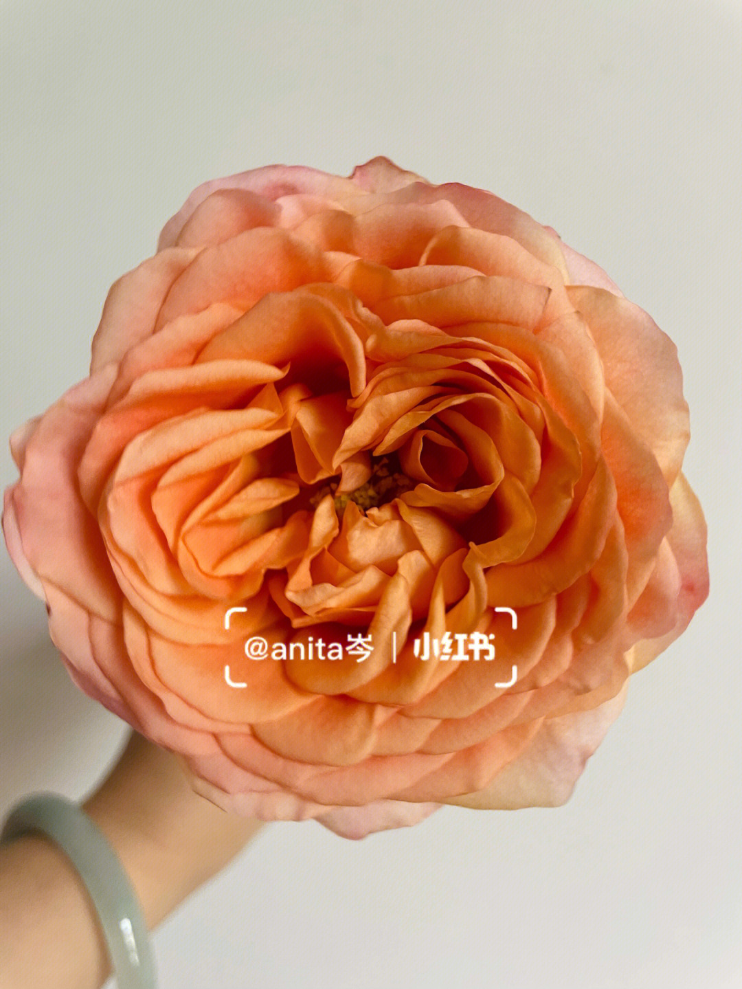 杏色蕾丝泡泡玫瑰花语图片