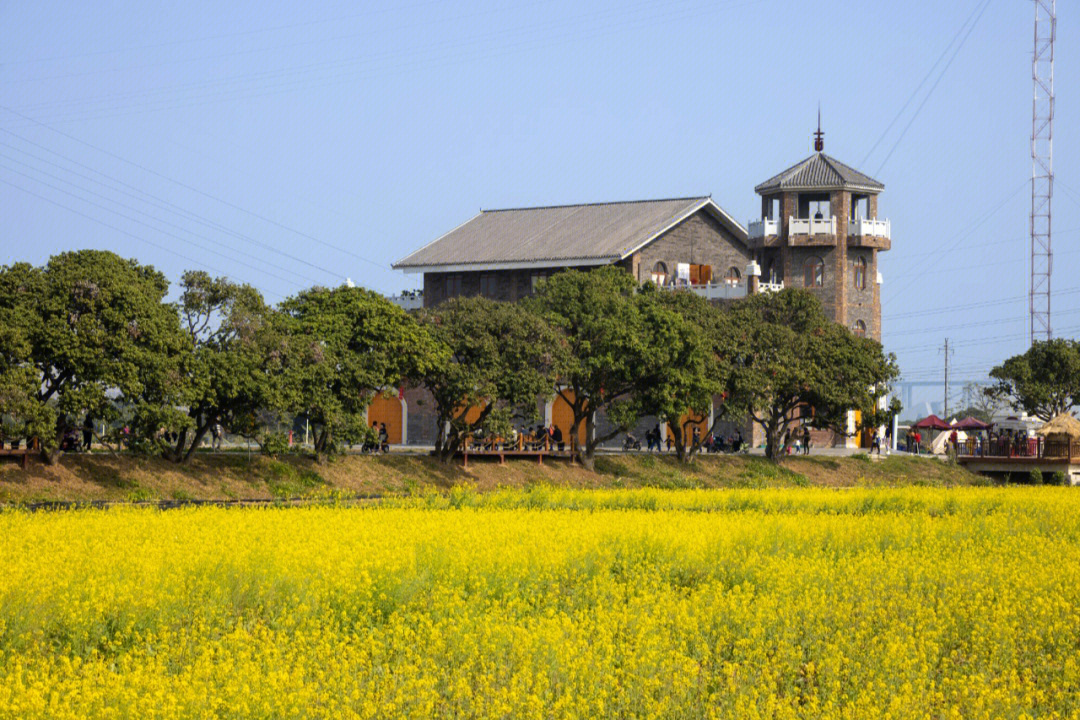 广州大吉沙岛油菜花图片