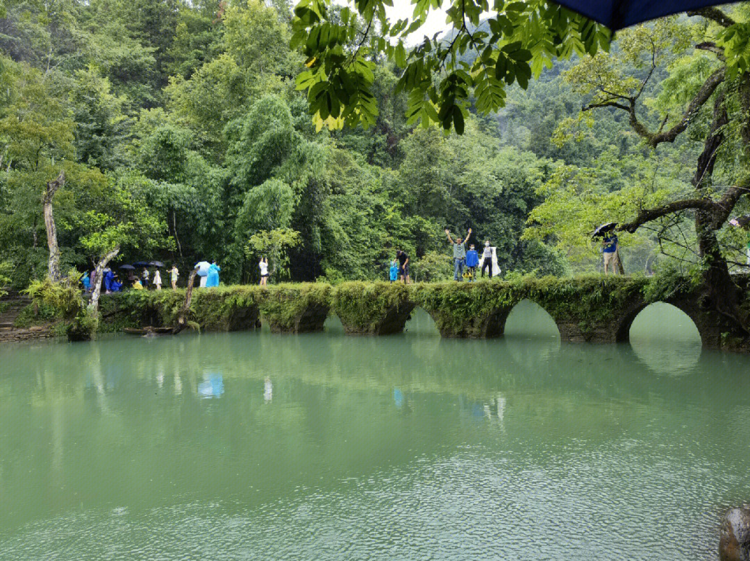 神犬小七小七可爱图片_小七孔景区_磐安水下孔景区门票