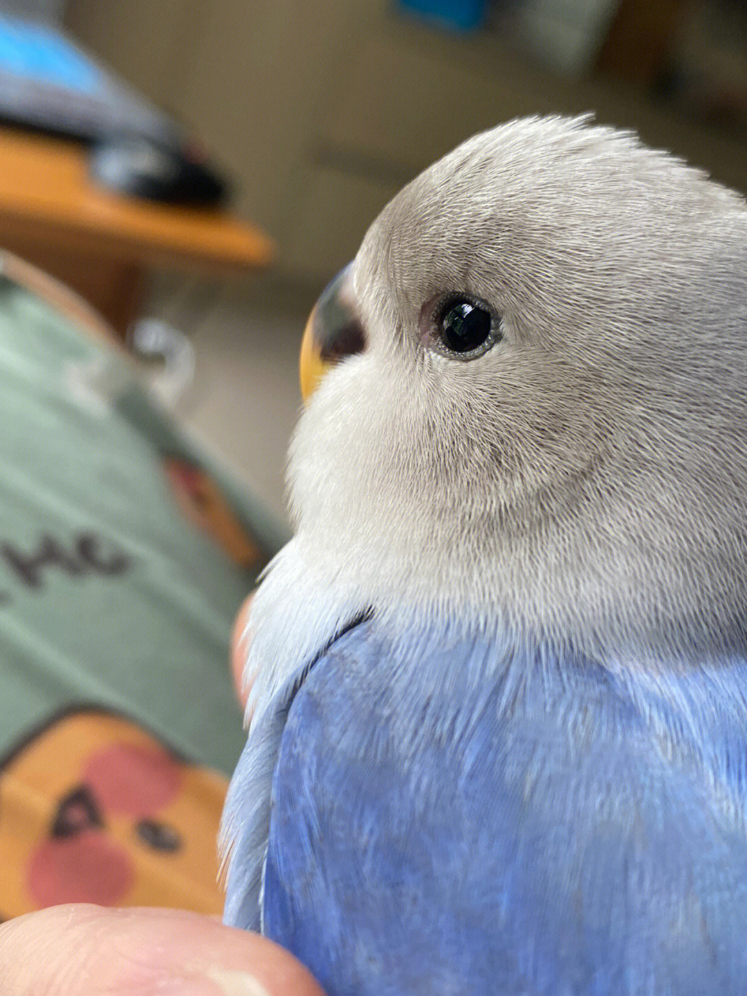 蓝色费氏牡丹鹦鹉图片