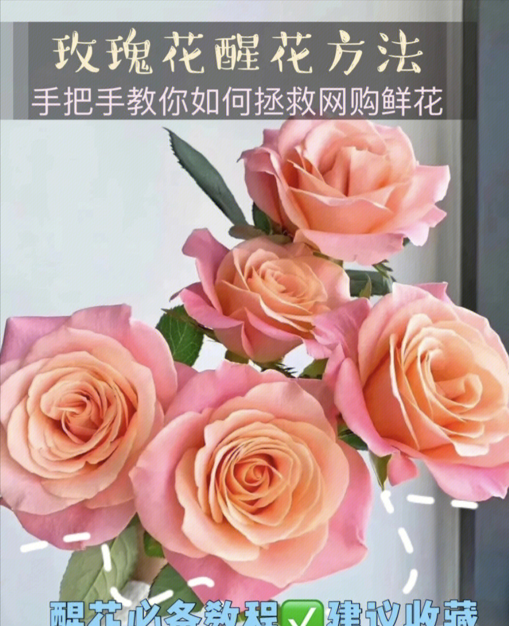 玫瑰花开放过程图片