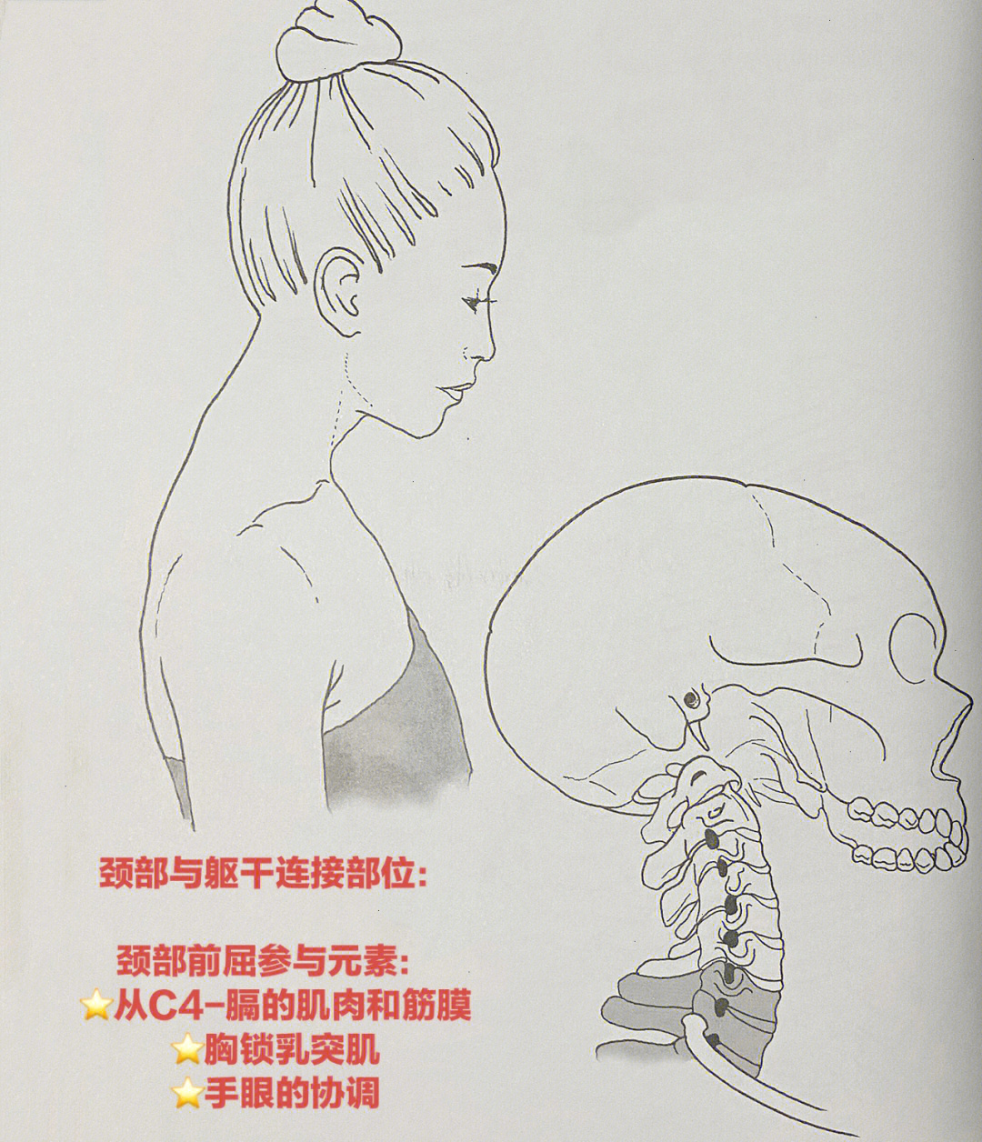 参与颈部前屈动作的主要元素:从第4颈椎至膈的绷紧的肌肉和筋膜,胸锁