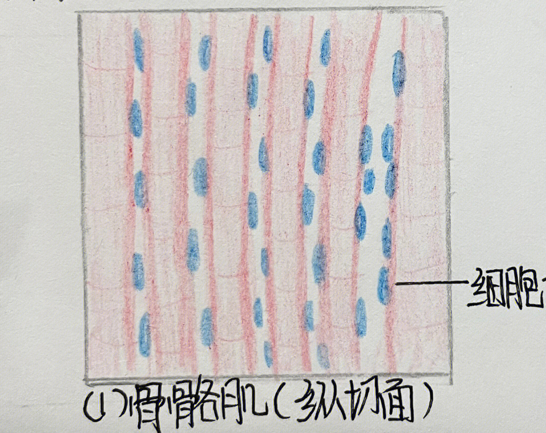 骨骼肌#心肌#平滑肌#我的日常