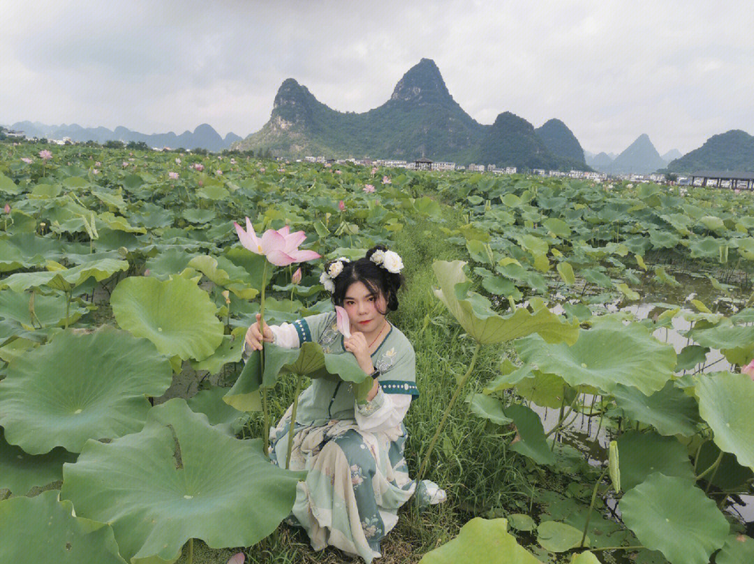 柳州周边游—百朋下伦荷花