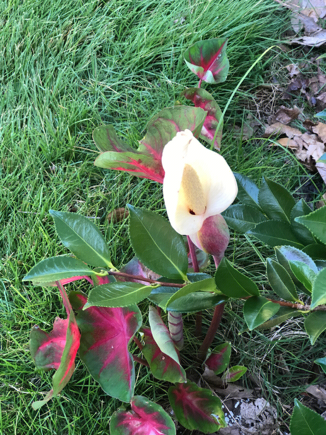 今天早上看到彩叶芋开花了