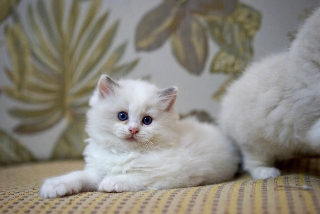 布偶猫白耳边遗传几率图片
