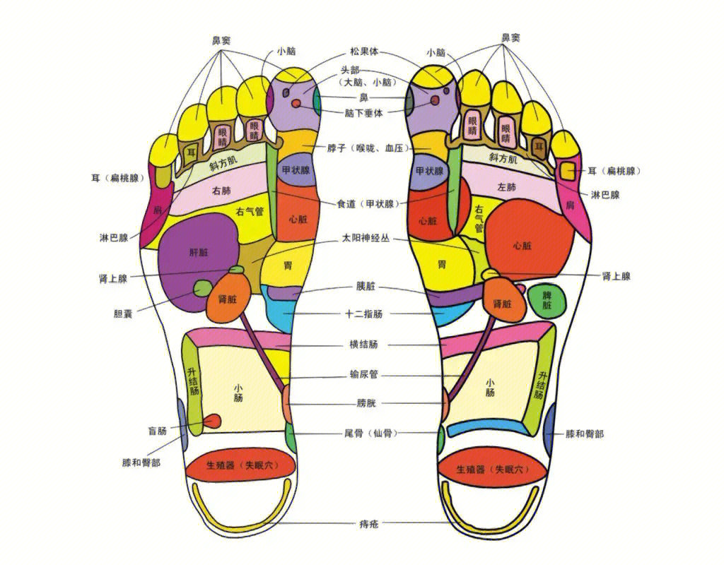 这是为什么呢71从中医角度看,脚上有反射区和众