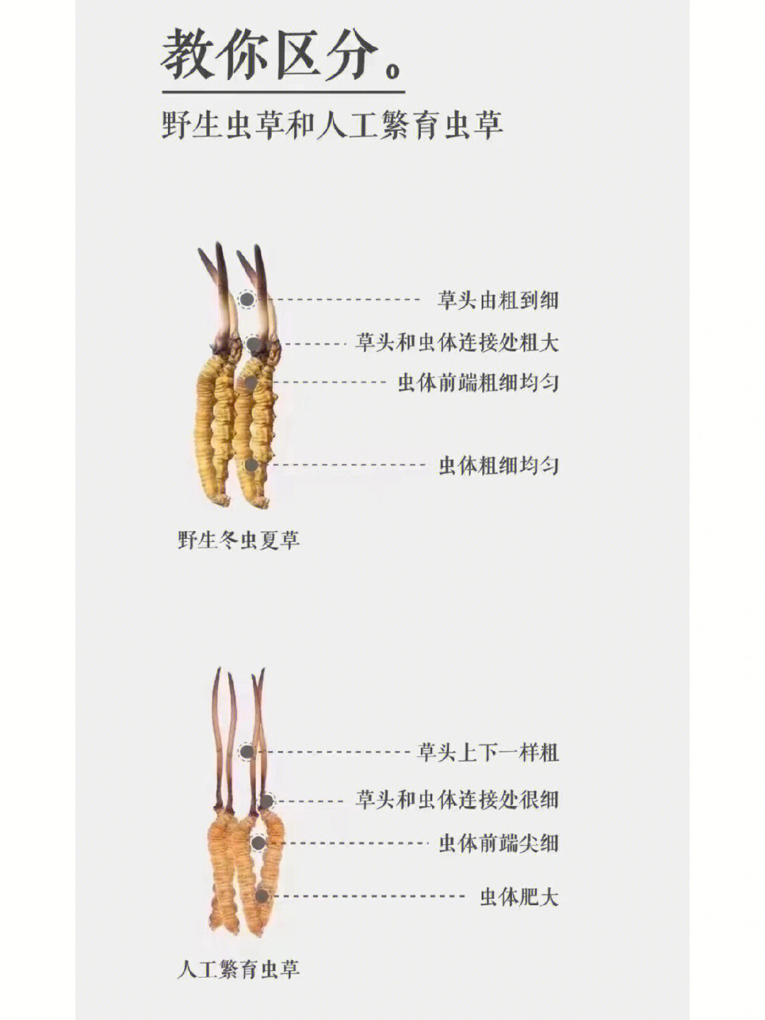 慧眼识虫草一图教你辨别正宗野生冬虫夏草