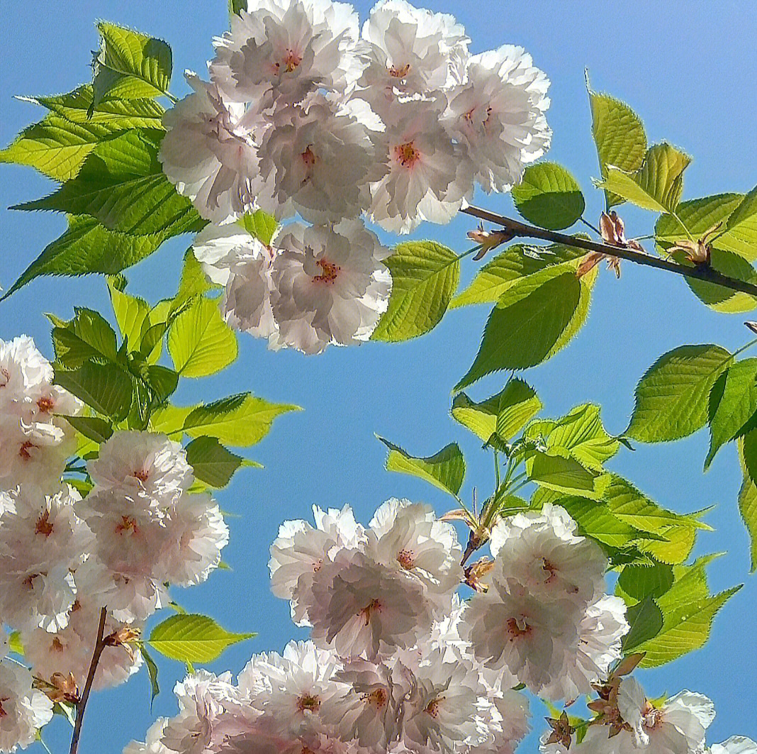 重瓣白樱花图片