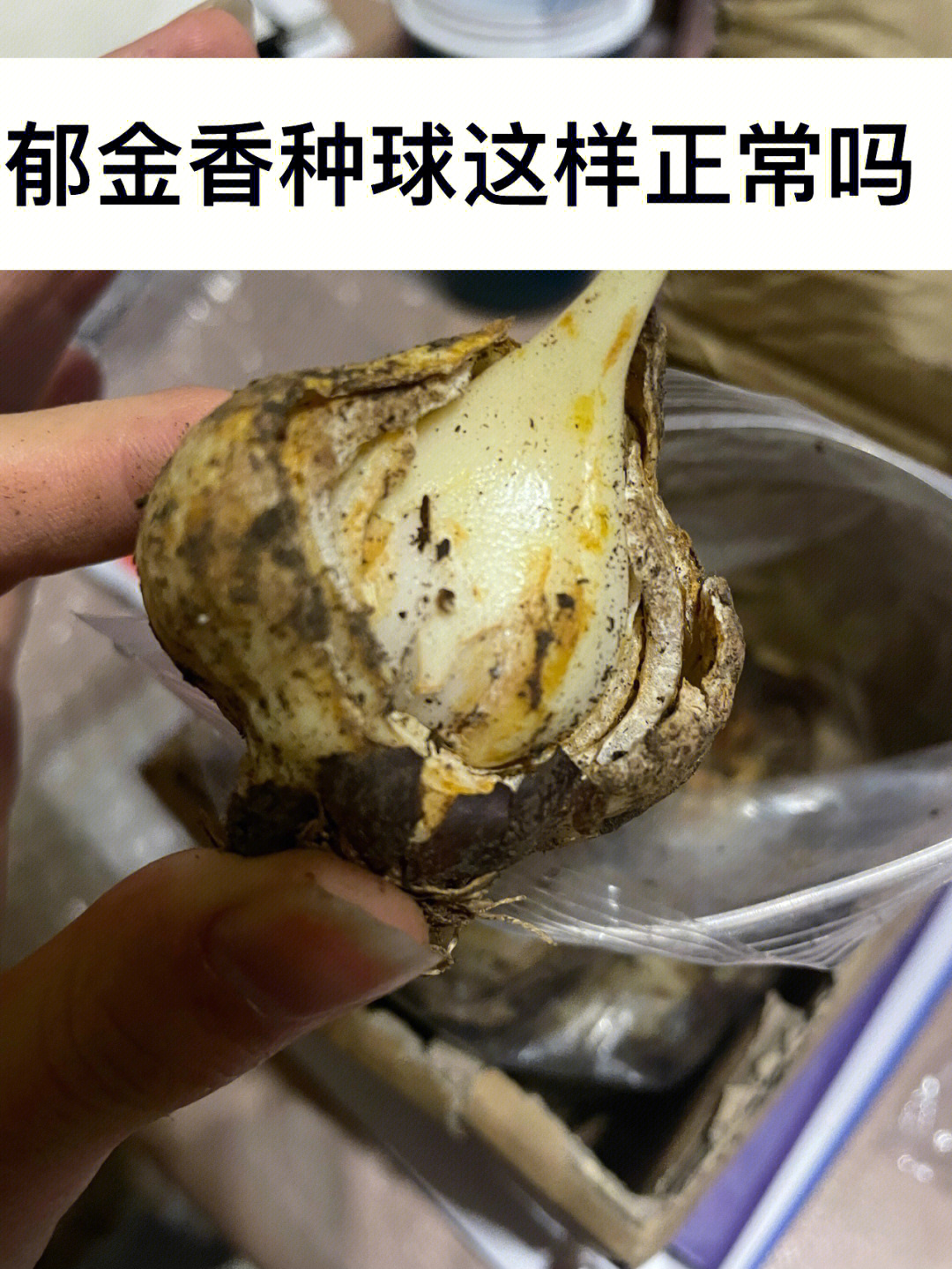 郁金香种子啥样图片