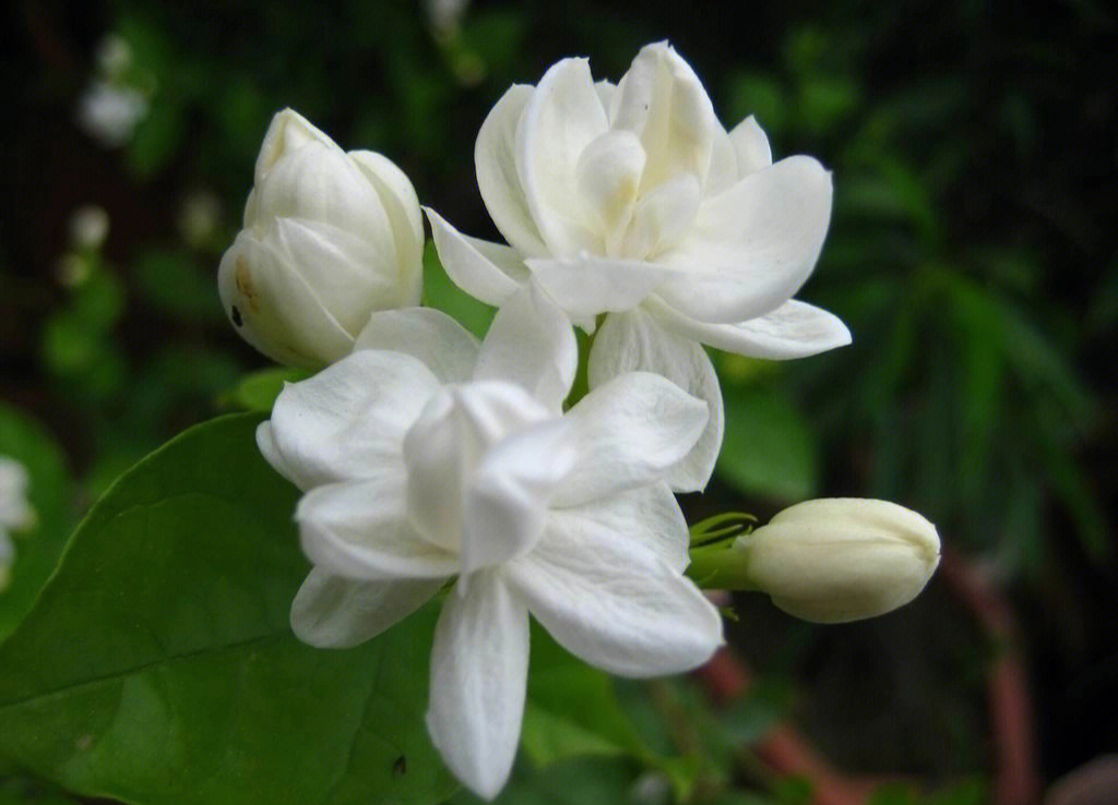 茉莉花别名木梨花香魂