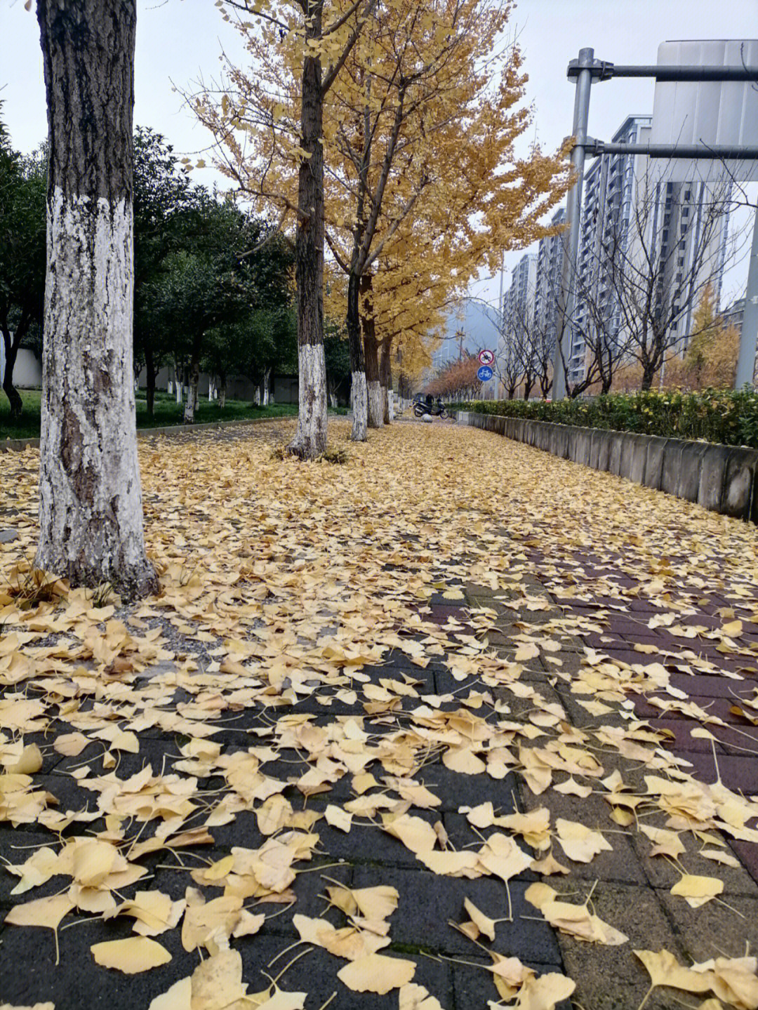 秋风落叶