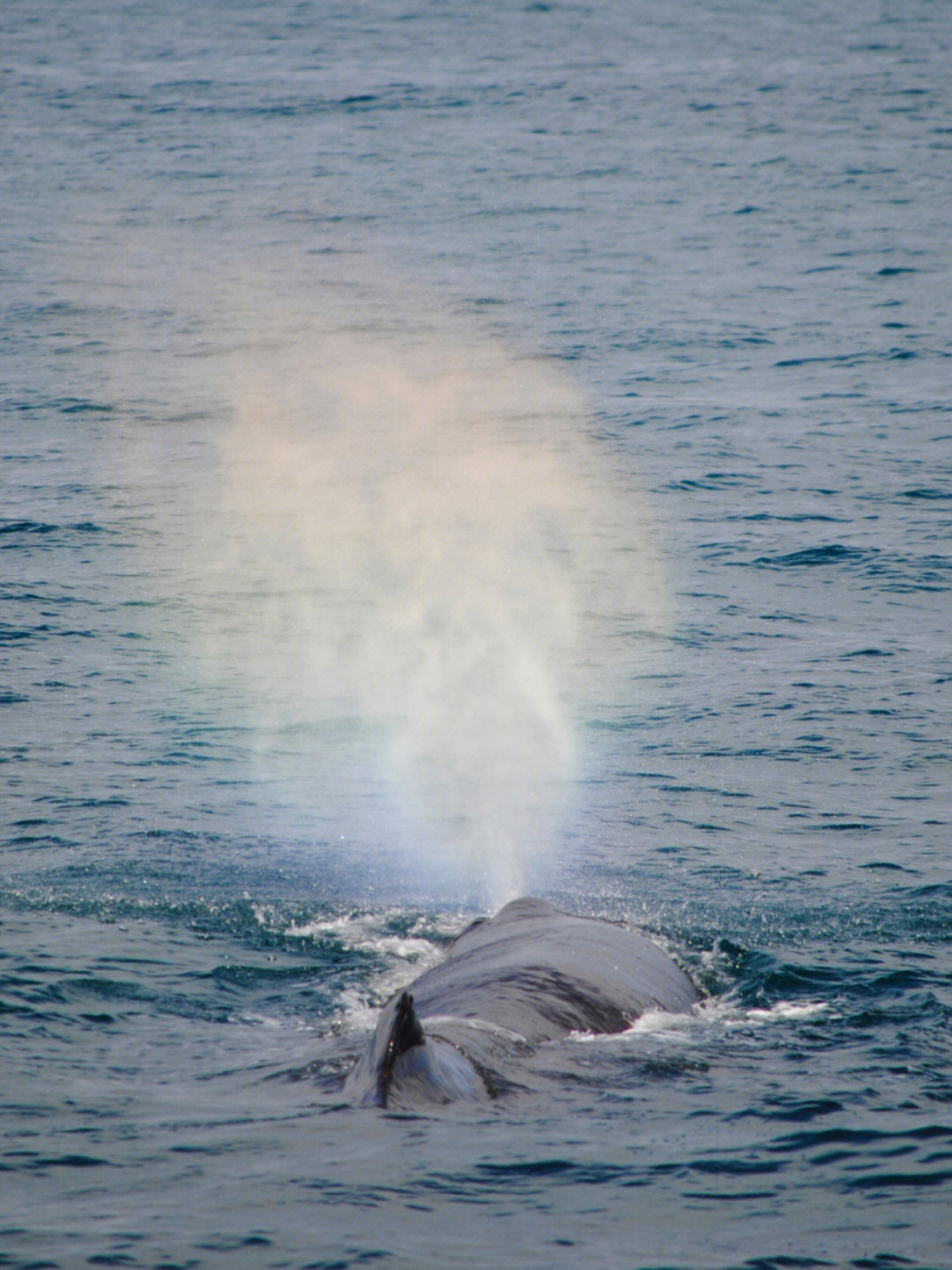 新西兰whvwhalewatch鲸鱼会喷彩虹诶