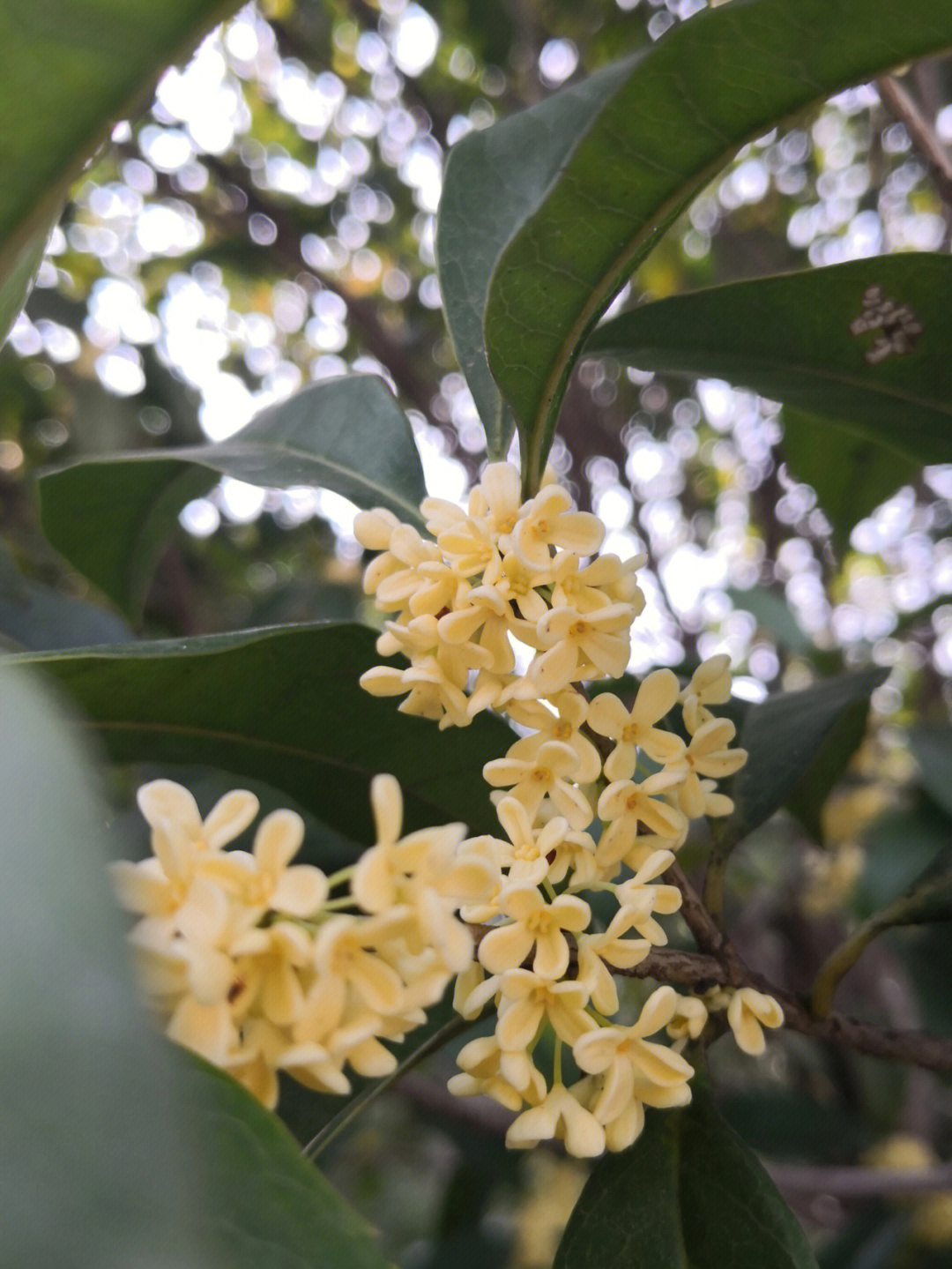 桂花