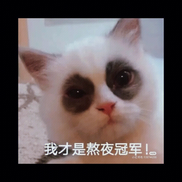 微信表情夜猫子图片