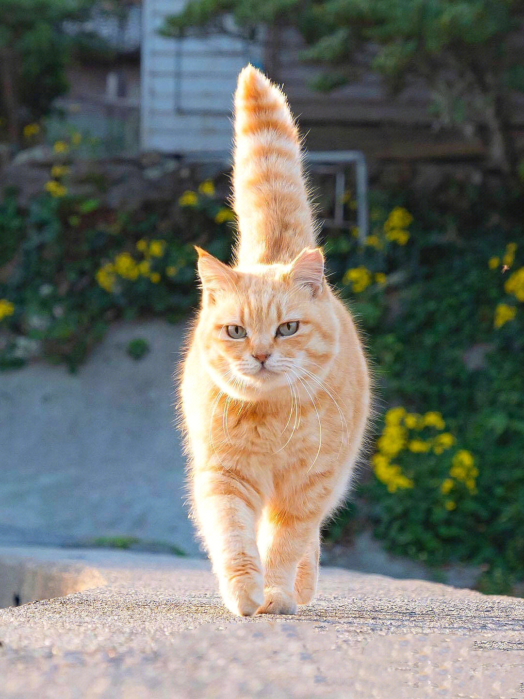 猫咪尾巴竖起来表情包图片