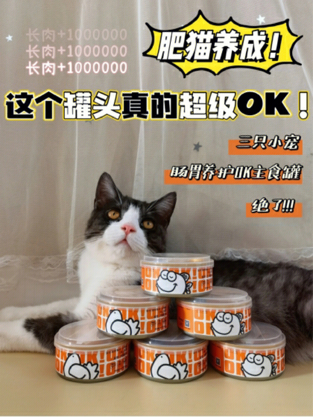 萌猫养成罐图片