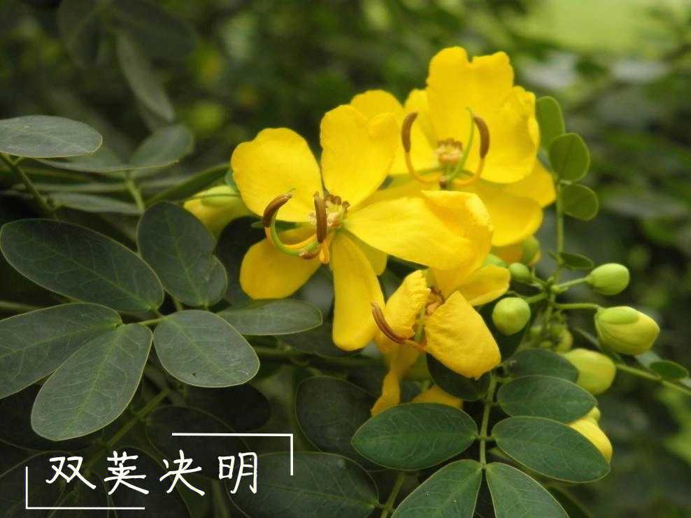 【分类】: 被子植物门,双子叶植物纲,蔷薇目,豆科,决明属【别名】