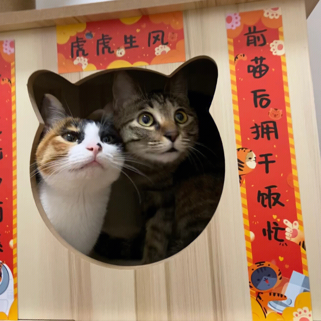 猫猫对联和猫猫