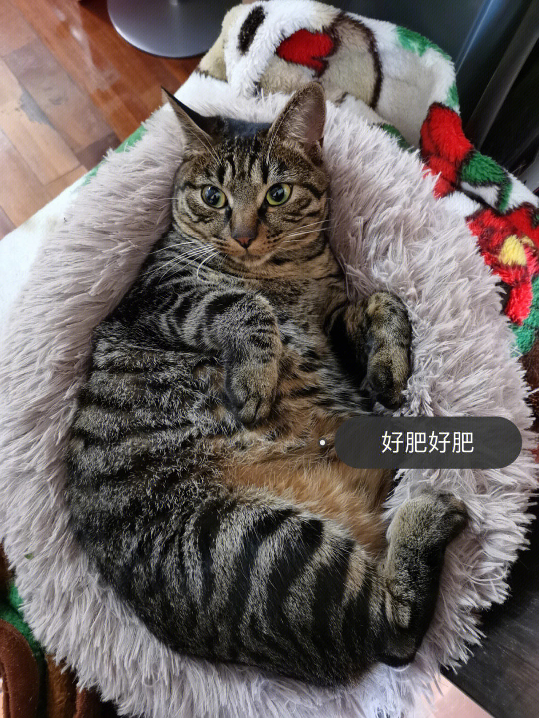 妹妹是狸花猫咋会这么胖