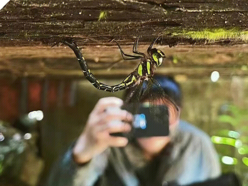蜻蜓眼里的世界图片图片