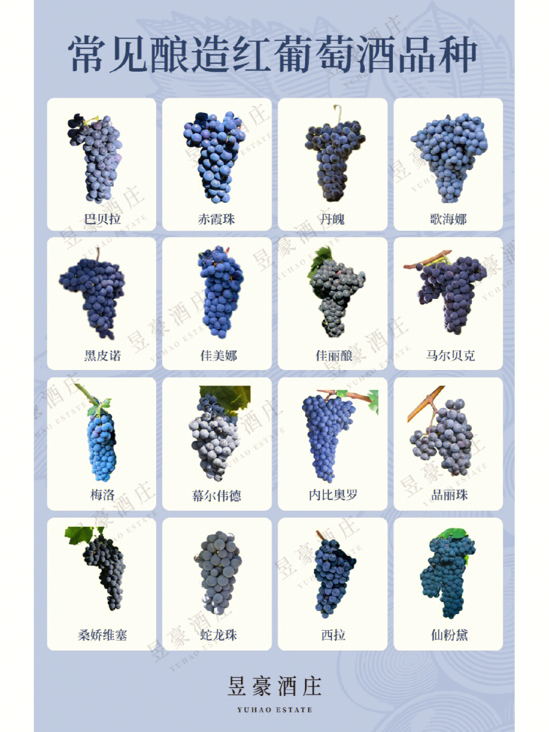 葡萄品种介绍名字图片