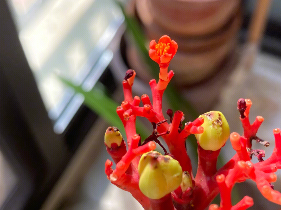 光棍珊瑚开花图片大全图片