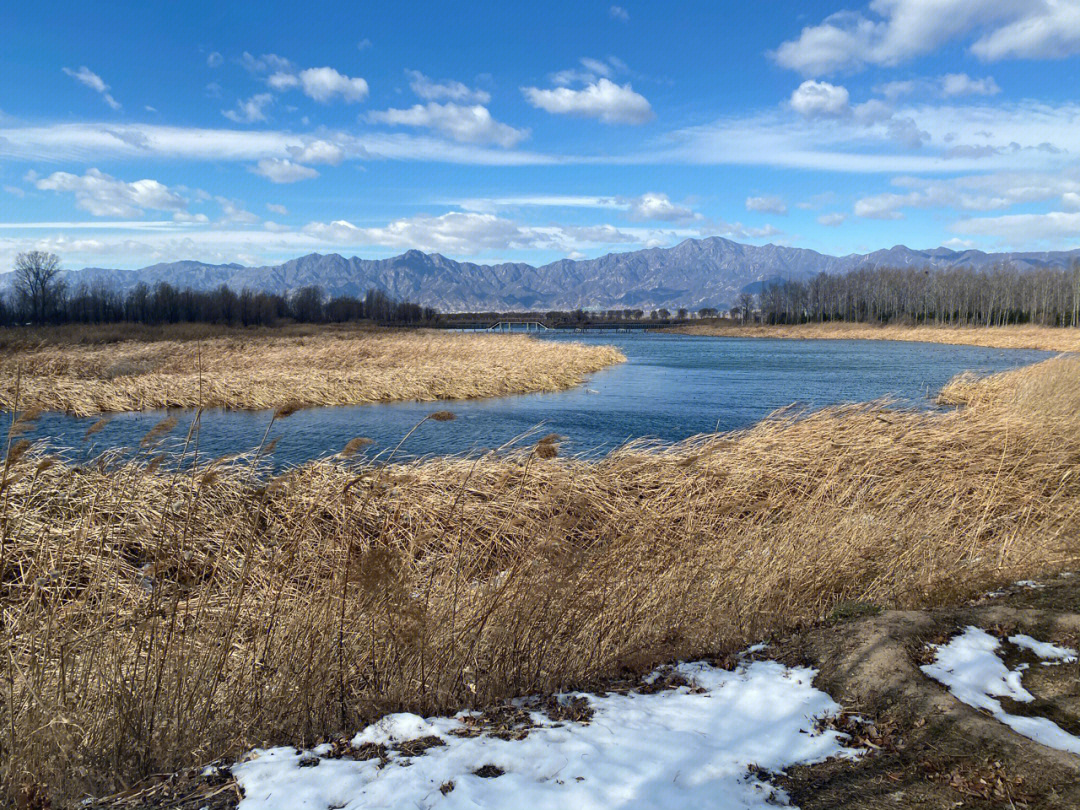 北京延庆野鸭湖湿地公园寂寞的鸭子